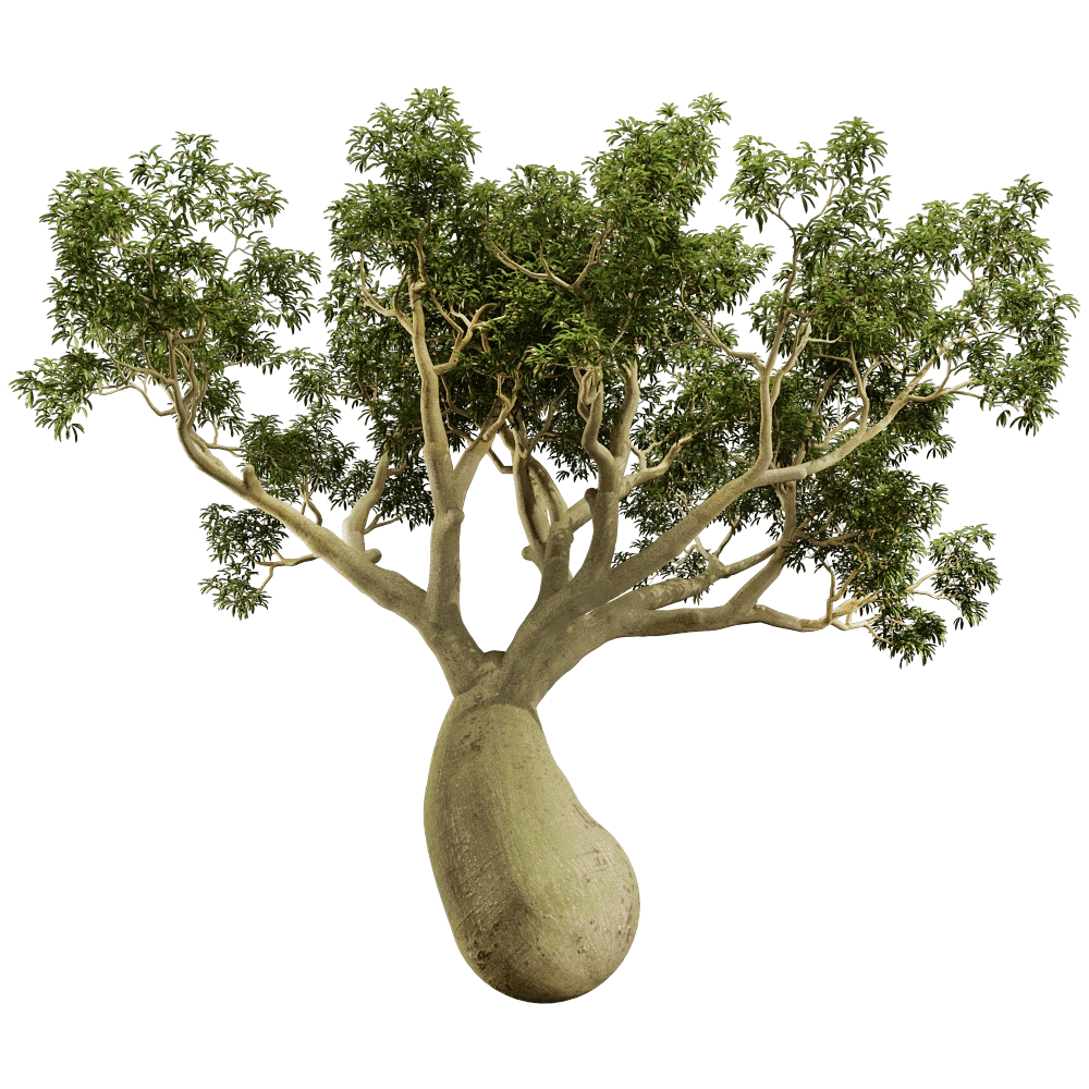 decoration - Brachychiton Rupestris 01 05 3D Model