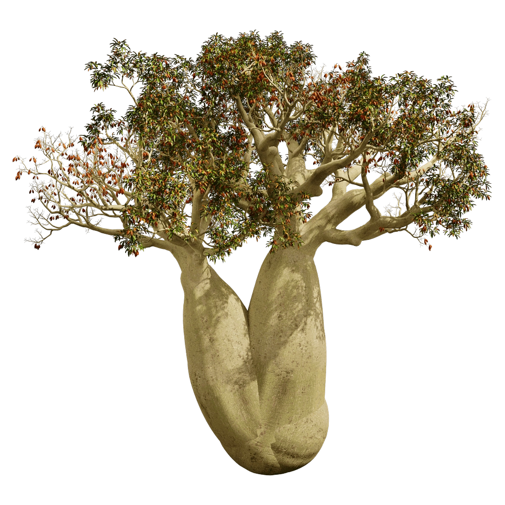 decoration - Brachychiton Rupestris 01 06 3D Model