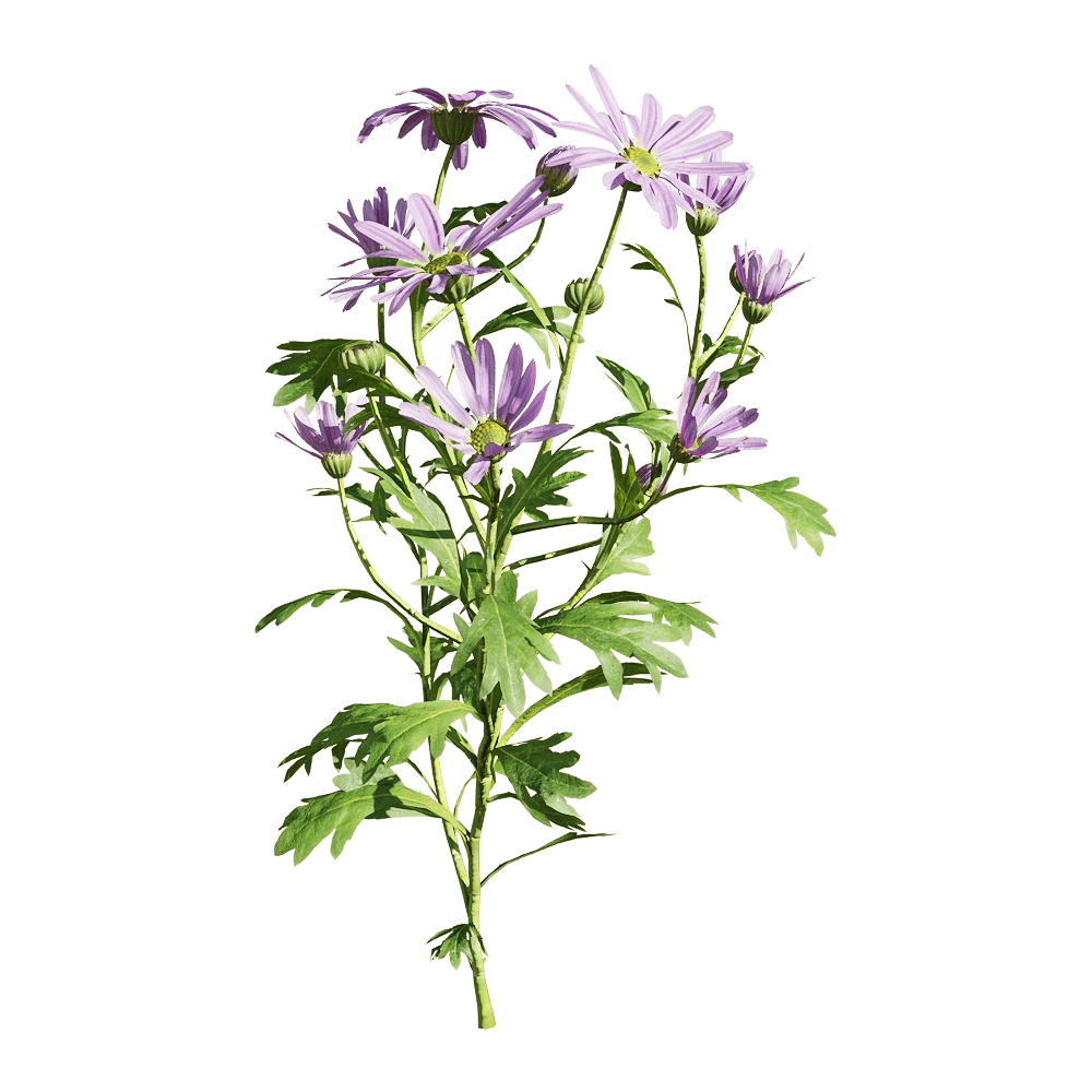 decoration - Brachyscome angustifolia 1 3D Model