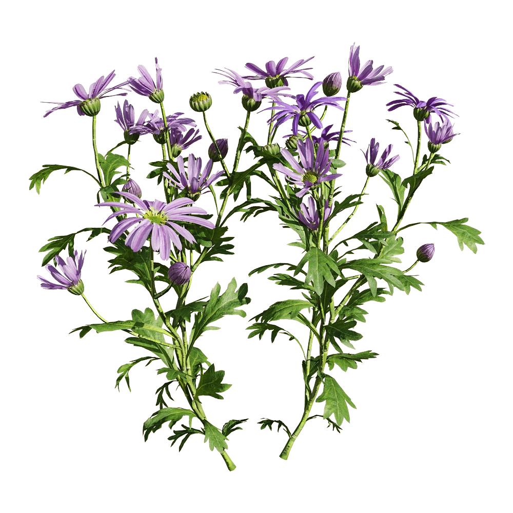 decoration - Brachyscome angustifolia 2 3D Model