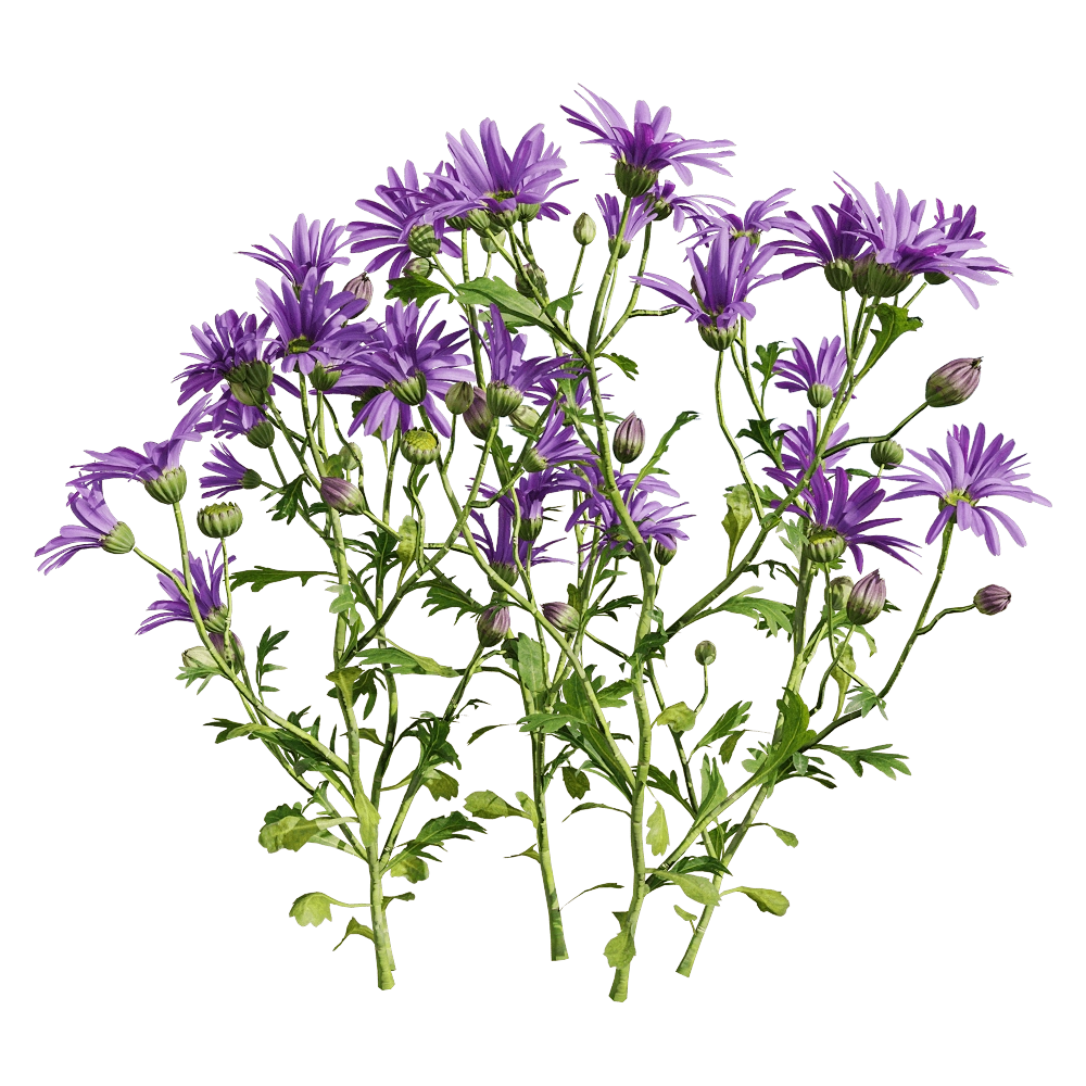 decoration - Brachyscome angustifolia 3 3D Model
