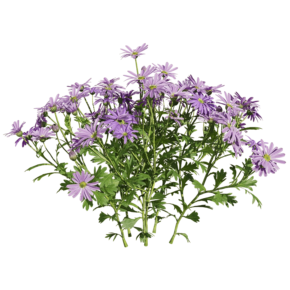decoration - Brachyscome angustifolia 4 3D Model