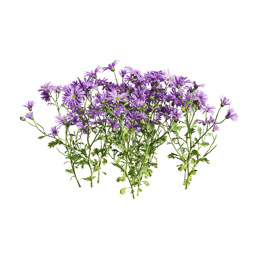 decoration - Brachyscome angustifolia 5 3D Model