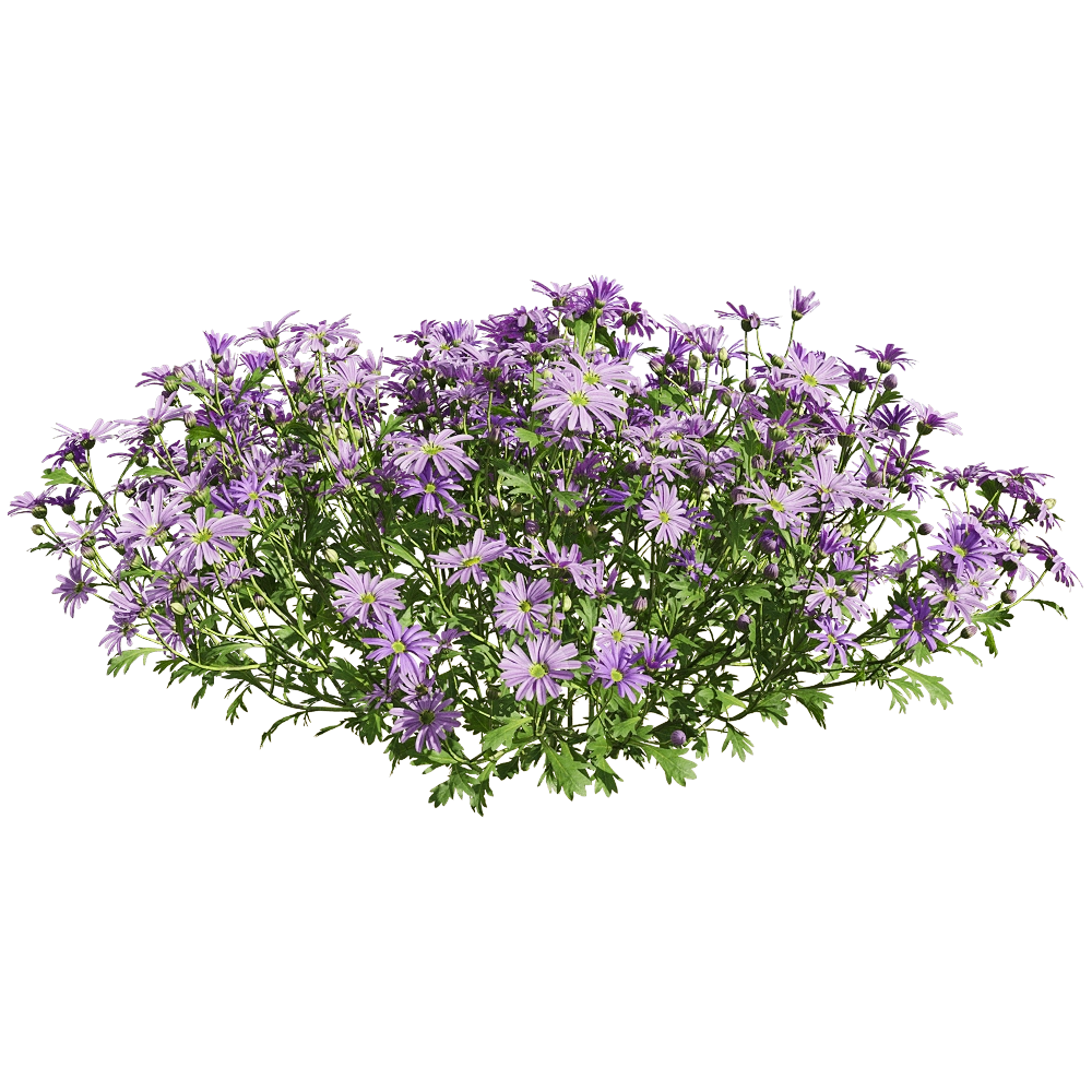 decoration - Brachyscome angustifolia 6 3D Model