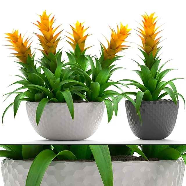 decoration - Bromelia 3D Model