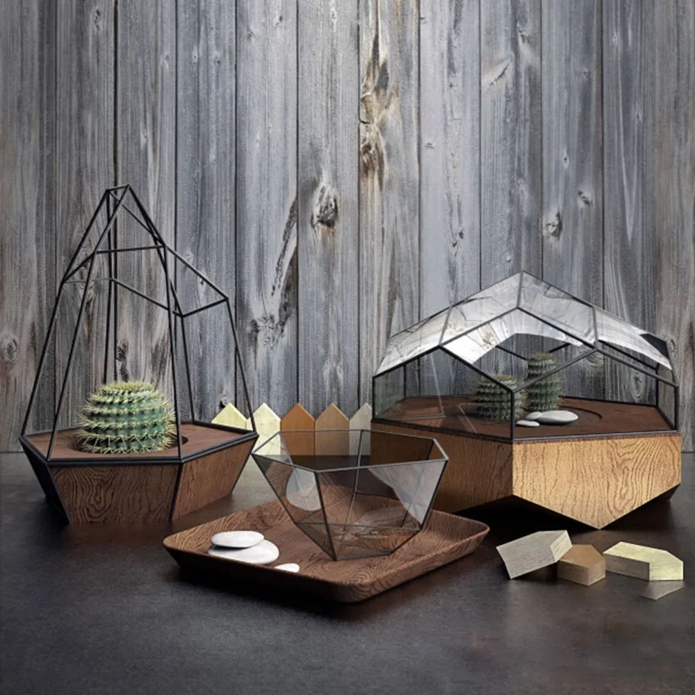 decoration - Cacti in decorative pots 3D Model