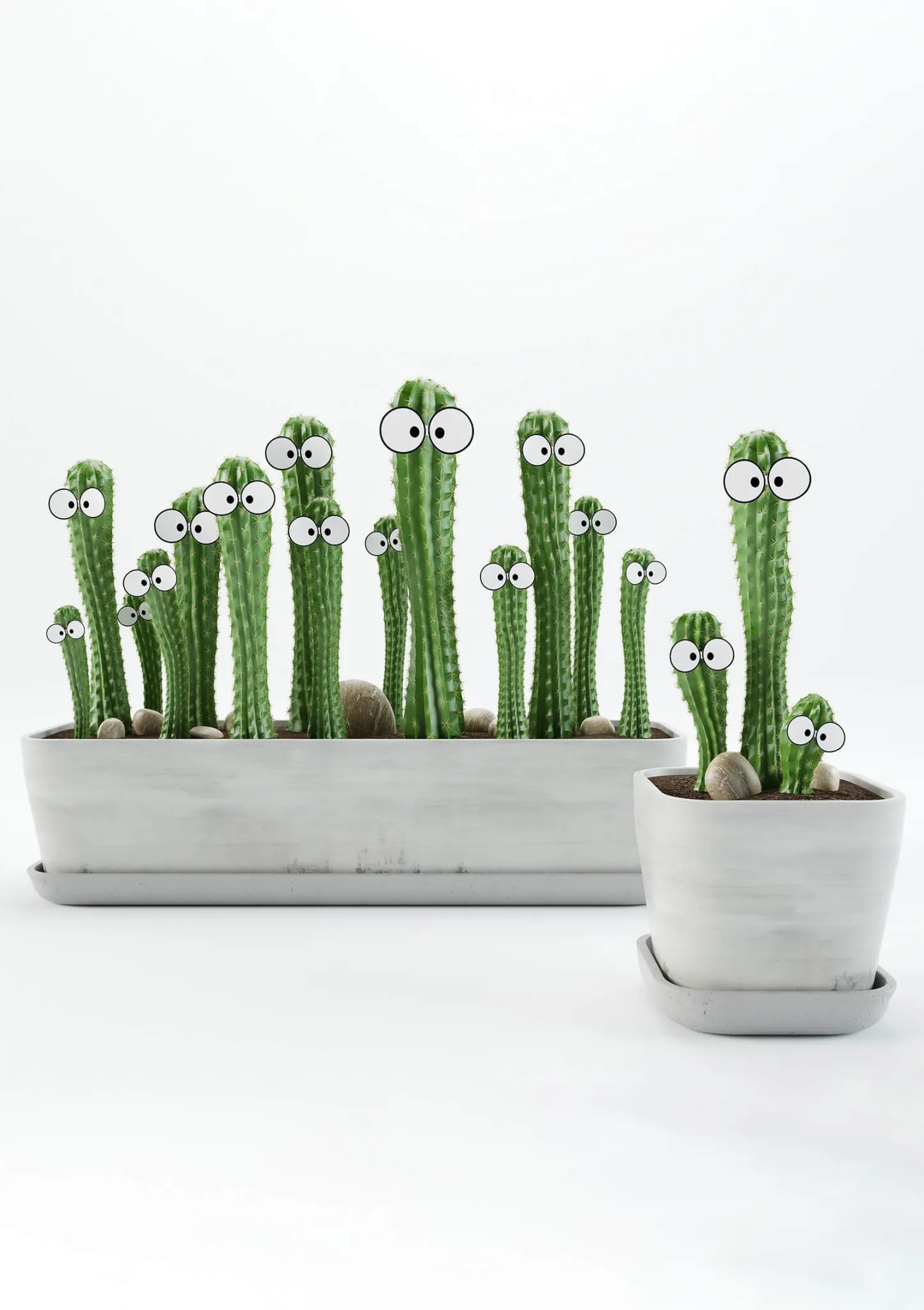 decoration - Cactus 3D Model