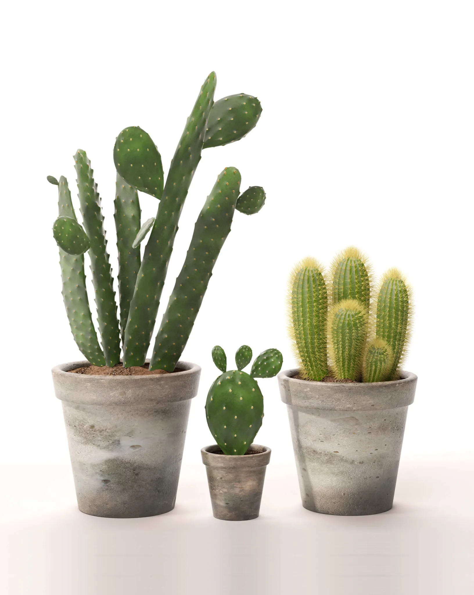 decoration - Cactus set 2 3D Model