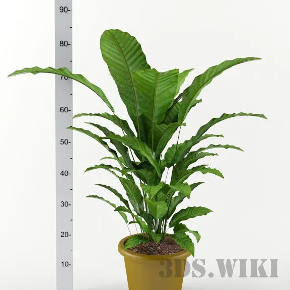 decoration - Calatea plant H80cm 3D Model