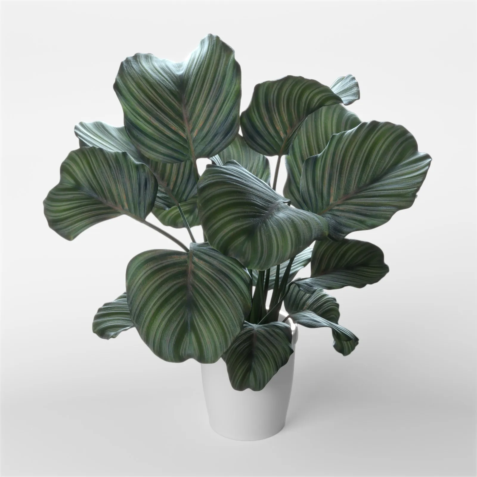 decoration - Calathea orbifolia 3D Model