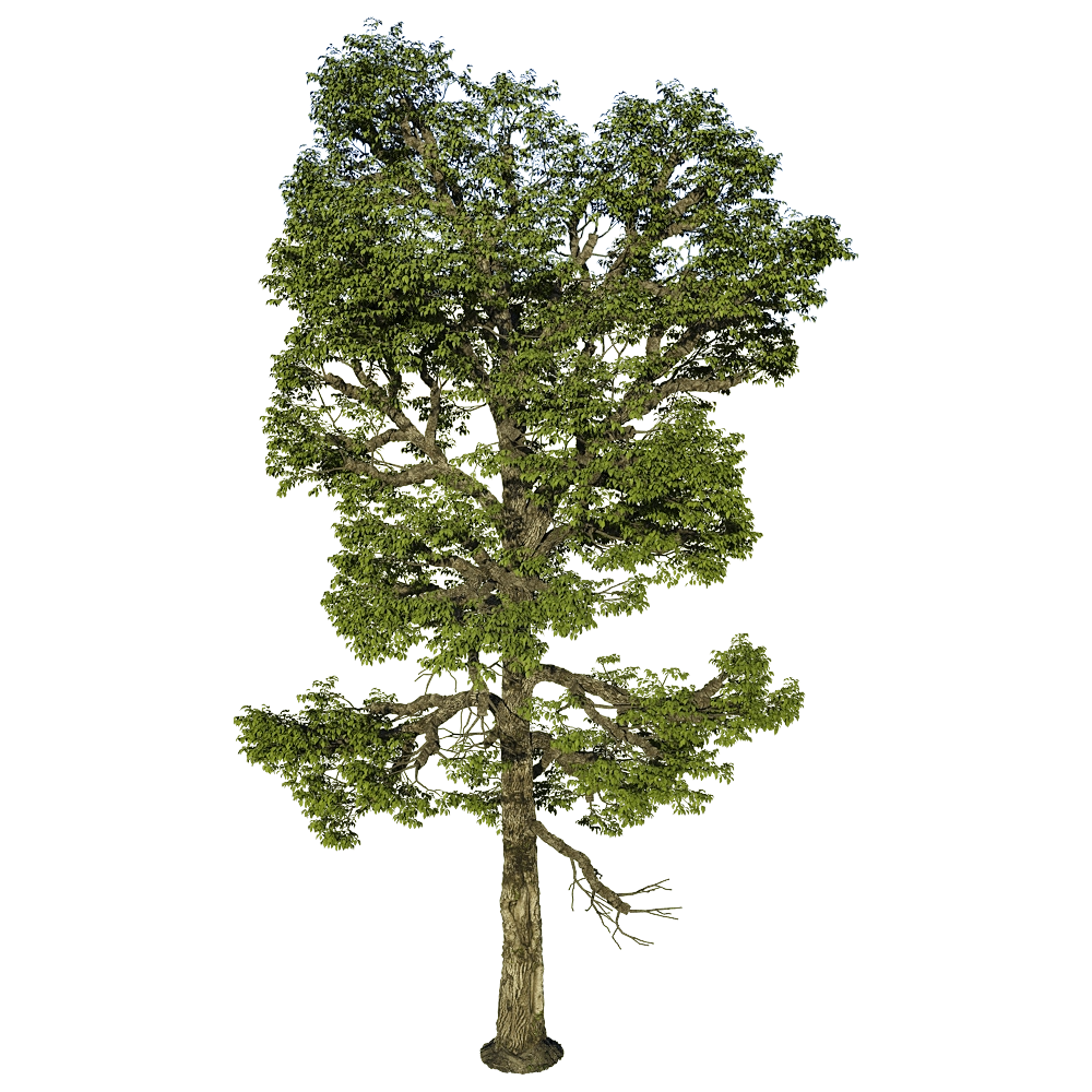 decoration - Carya Ovalis 01 01 3D Model