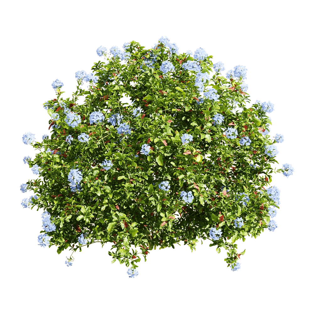 decoration - Ceratostigma plumbaginoides 4 3D Model