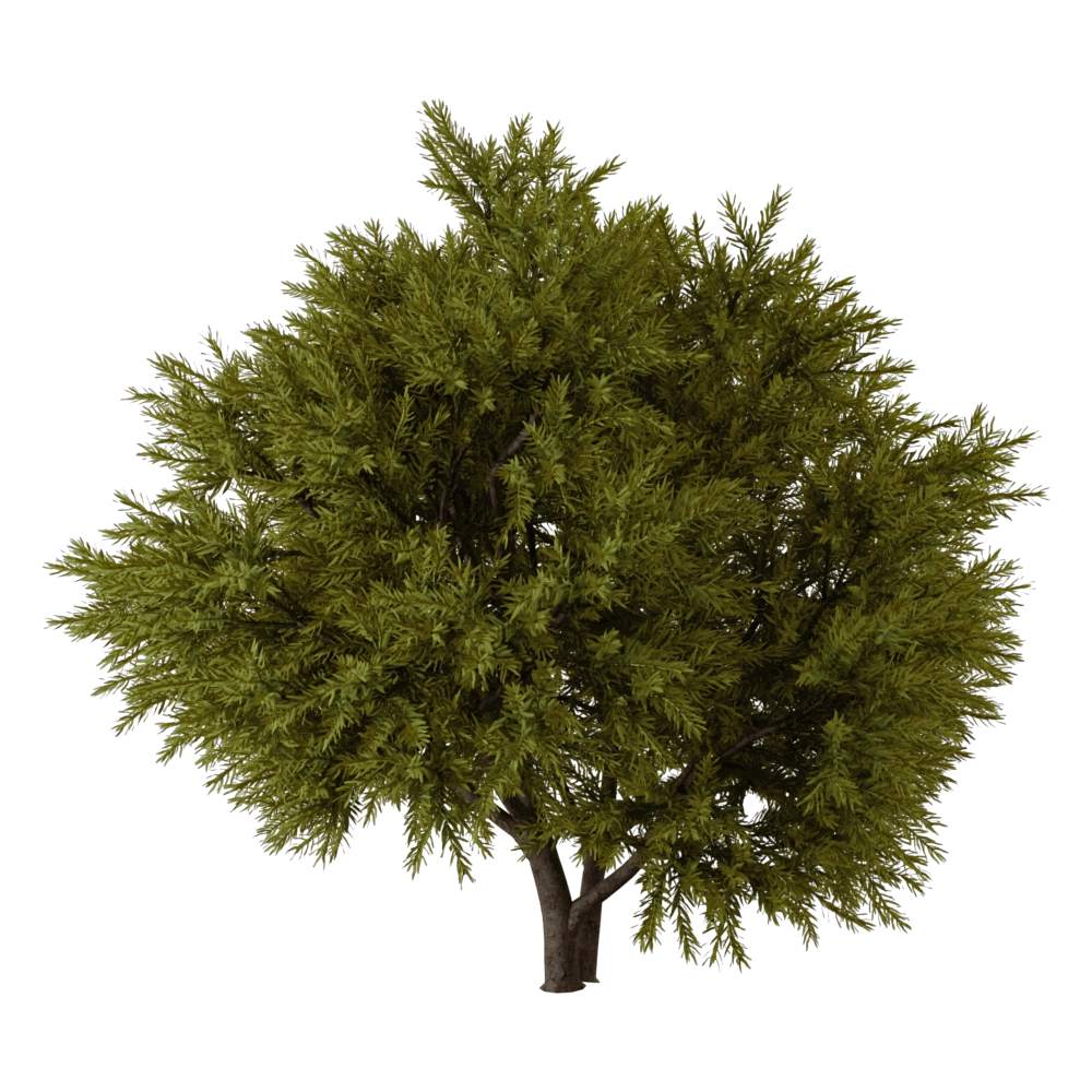 decoration - Chamaecyparis pisifera Sungold 01 01 3D Model