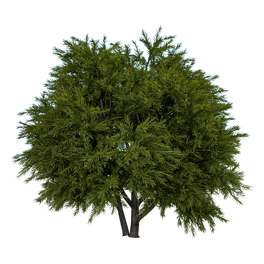 decoration - Chamaecyparis pisifera Sungold 01 02 3D Model