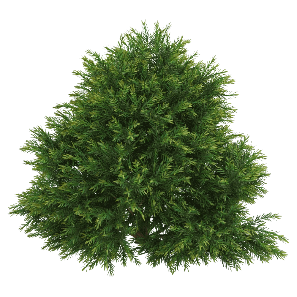 decoration - Chamaecyparis pisifera Sungold 01 03 3D Model