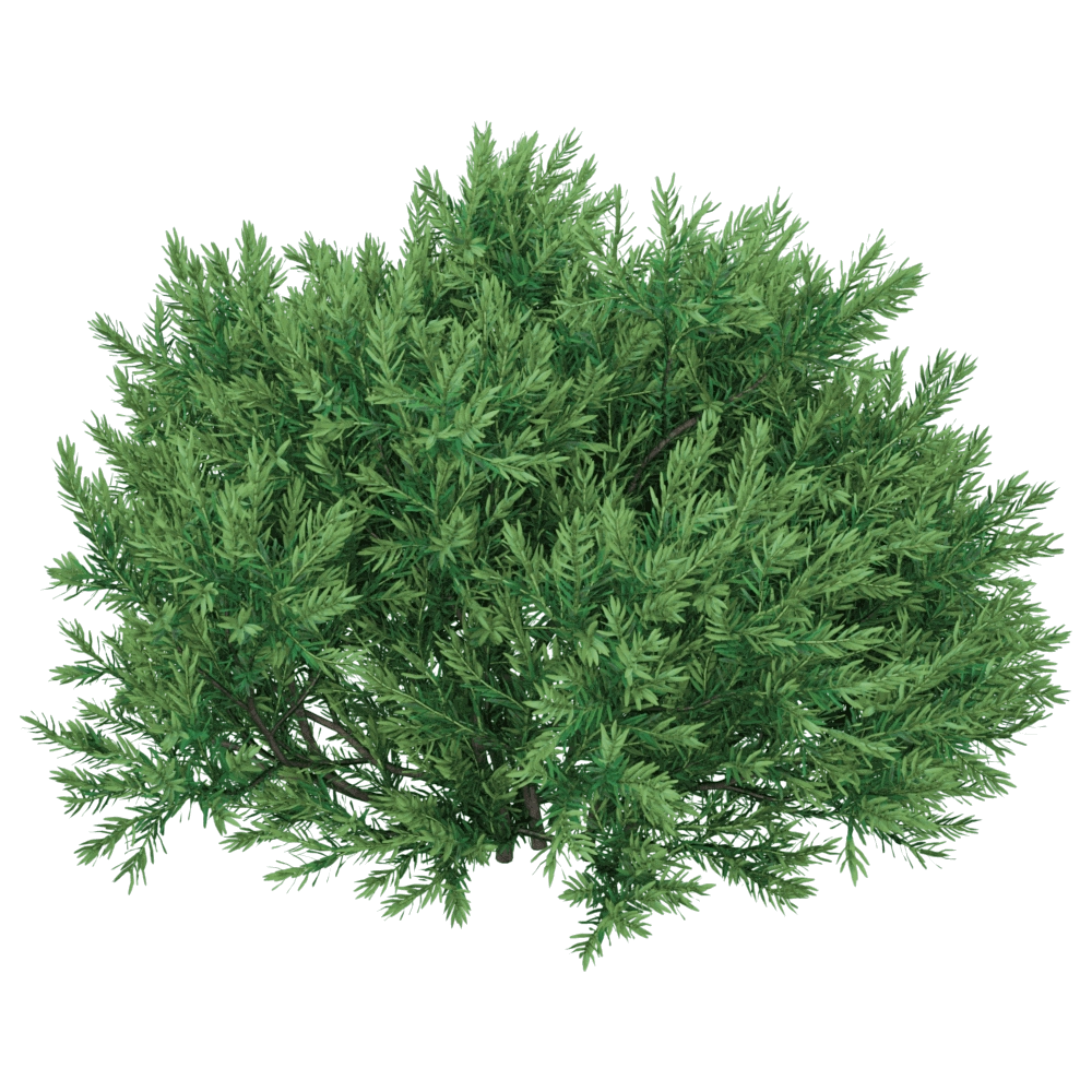 decoration - Chamaecyparis pisifera Sungold 01 04 3D Model