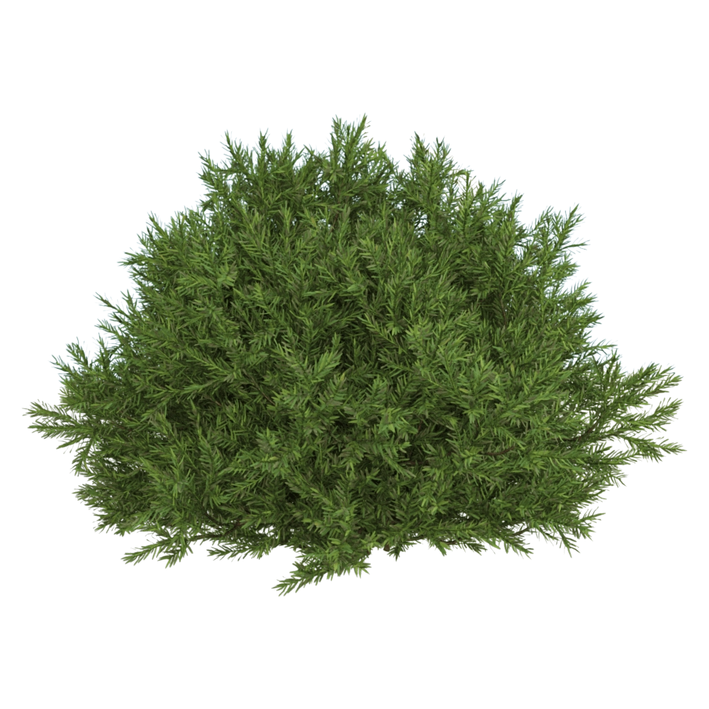 decoration - Chamaecyparis pisifera Sungold 01 05 3D Model