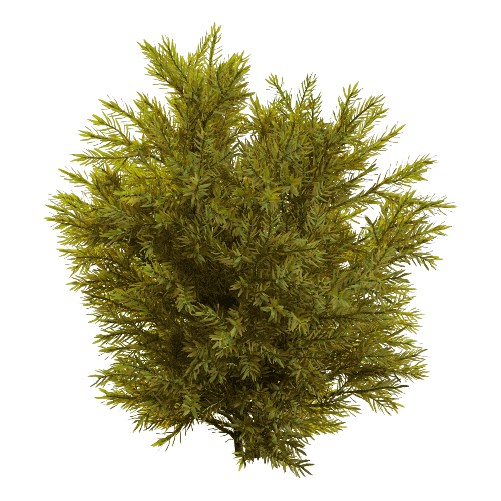 decoration - Chamaecyparis pisifera Sungold 01 06 3D Model