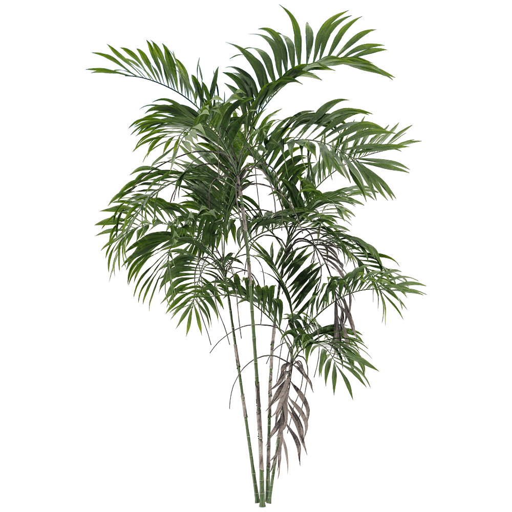 decoration - Chamaedorea costaricana 1 3D Model