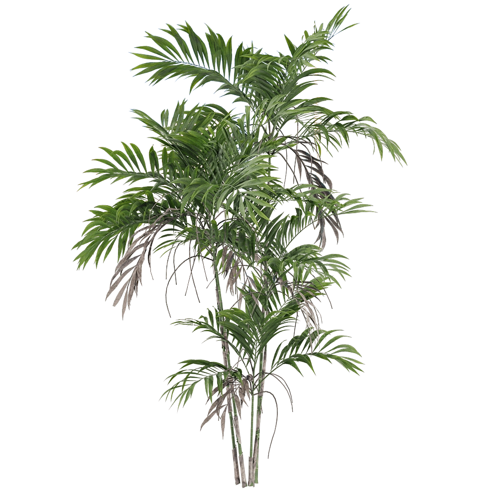 decoration - Chamaedorea costaricana 2 3D Model
