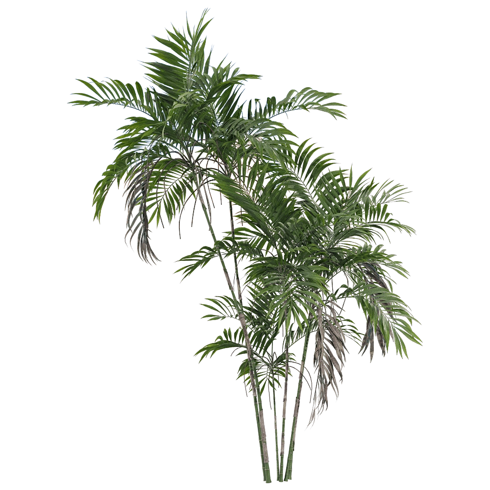 decoration - Chamaedorea costaricana 3 3D Model