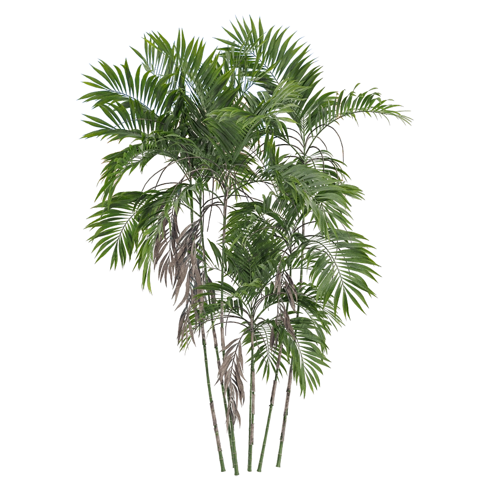 decoration - Chamaedorea costaricana 4 3D Model