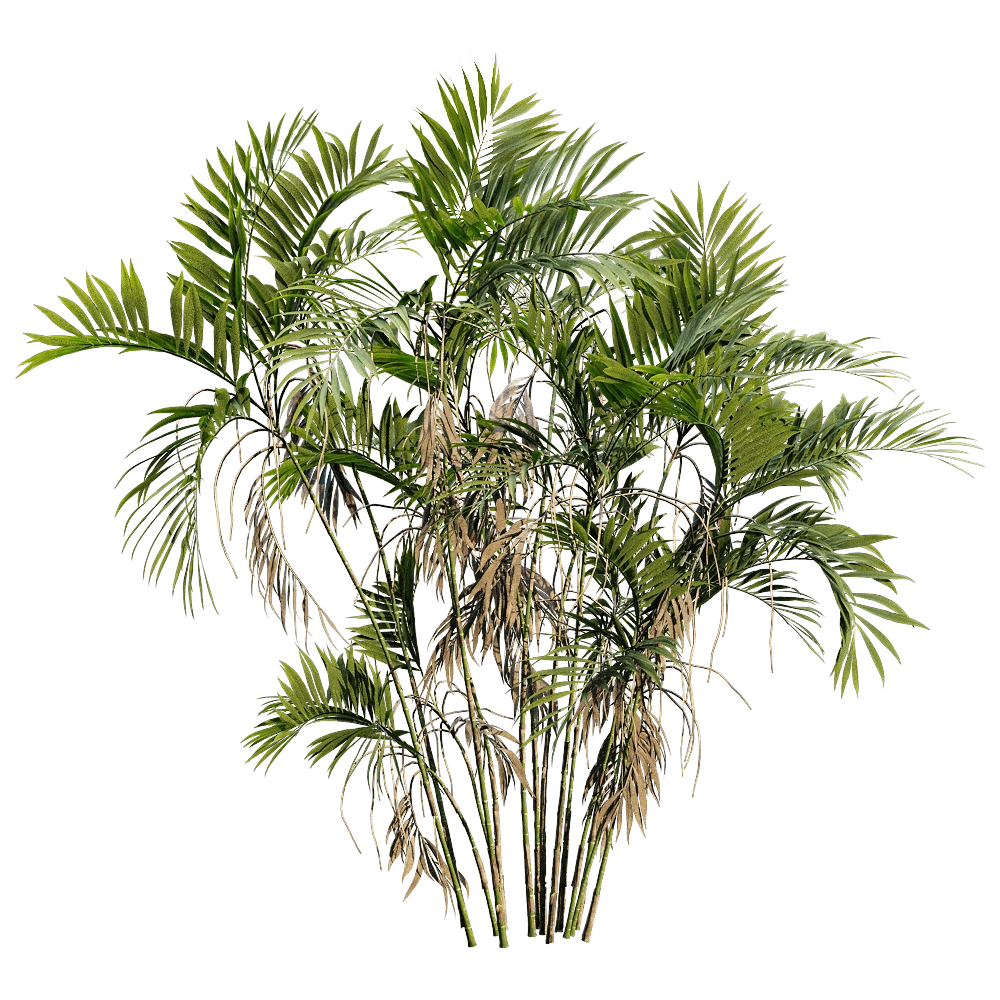 decoration - Chamaedorea Costaricana 5 3D Model