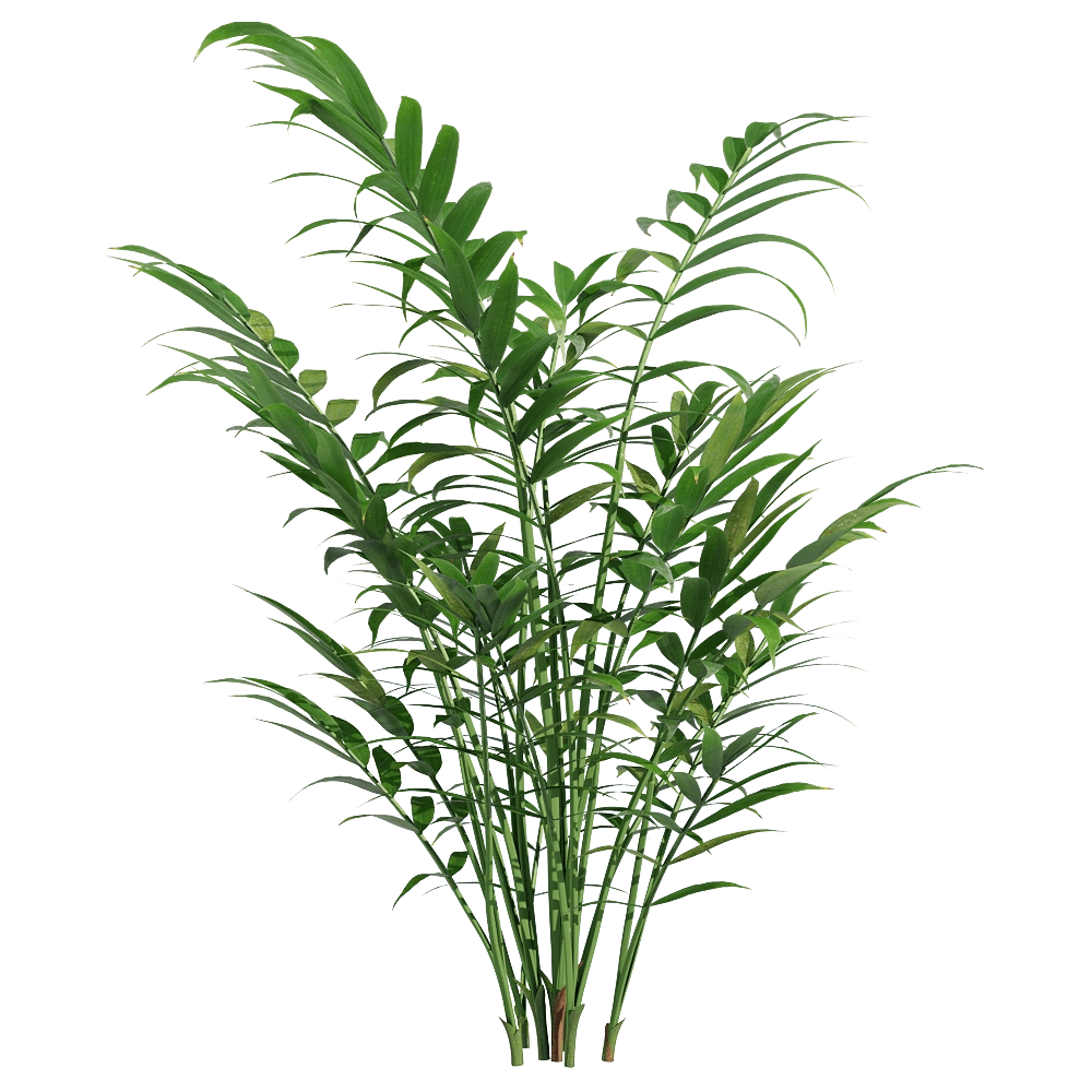 decoration - Chamaedorea elegans 1 3D Model
