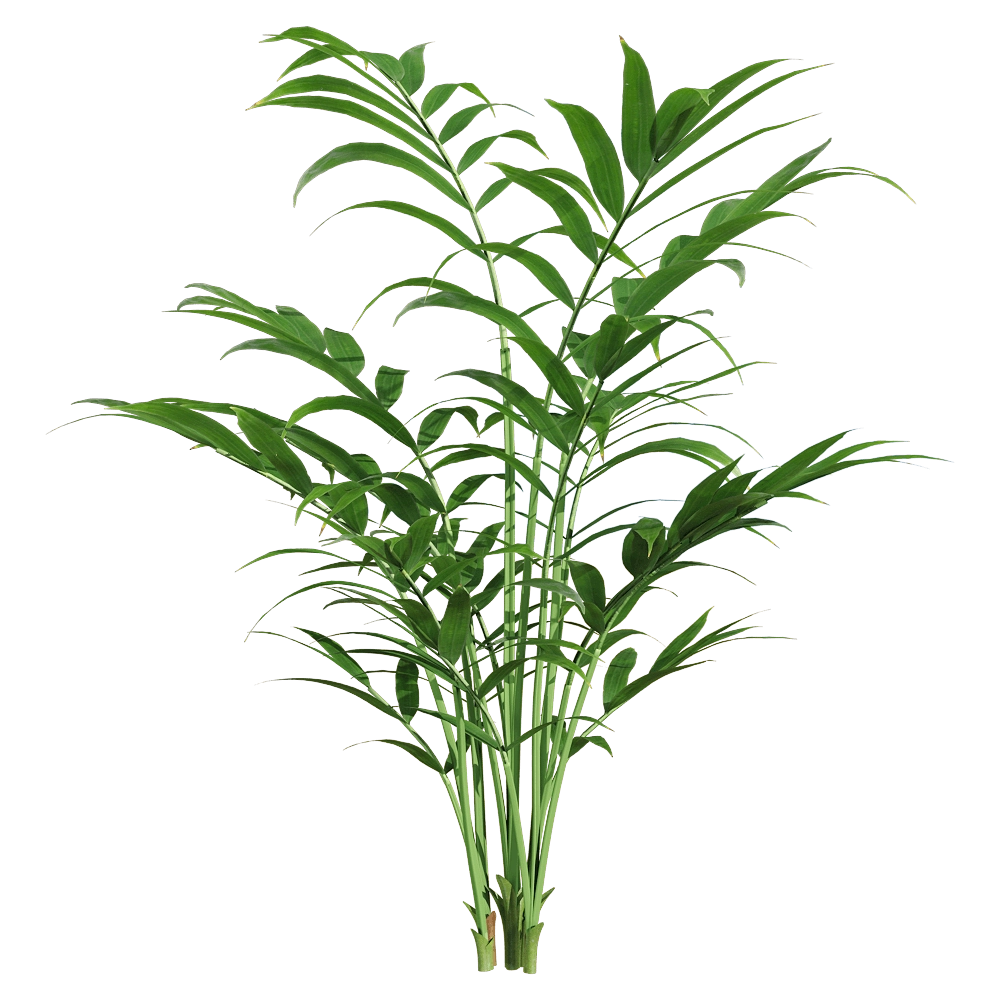 decoration - Chamaedorea elegans 2 3D Model