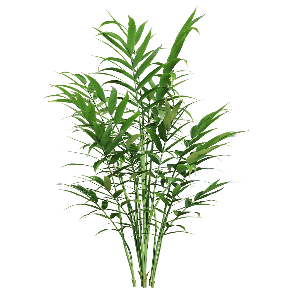decoration - Chamaedorea elegans 3 3D Model