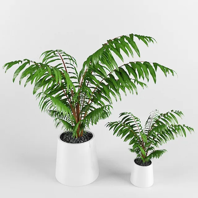 decoration - Chamaedorea elegans 3D Model