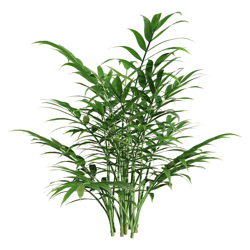 decoration - Chamaedorea elegans 4 3D Model