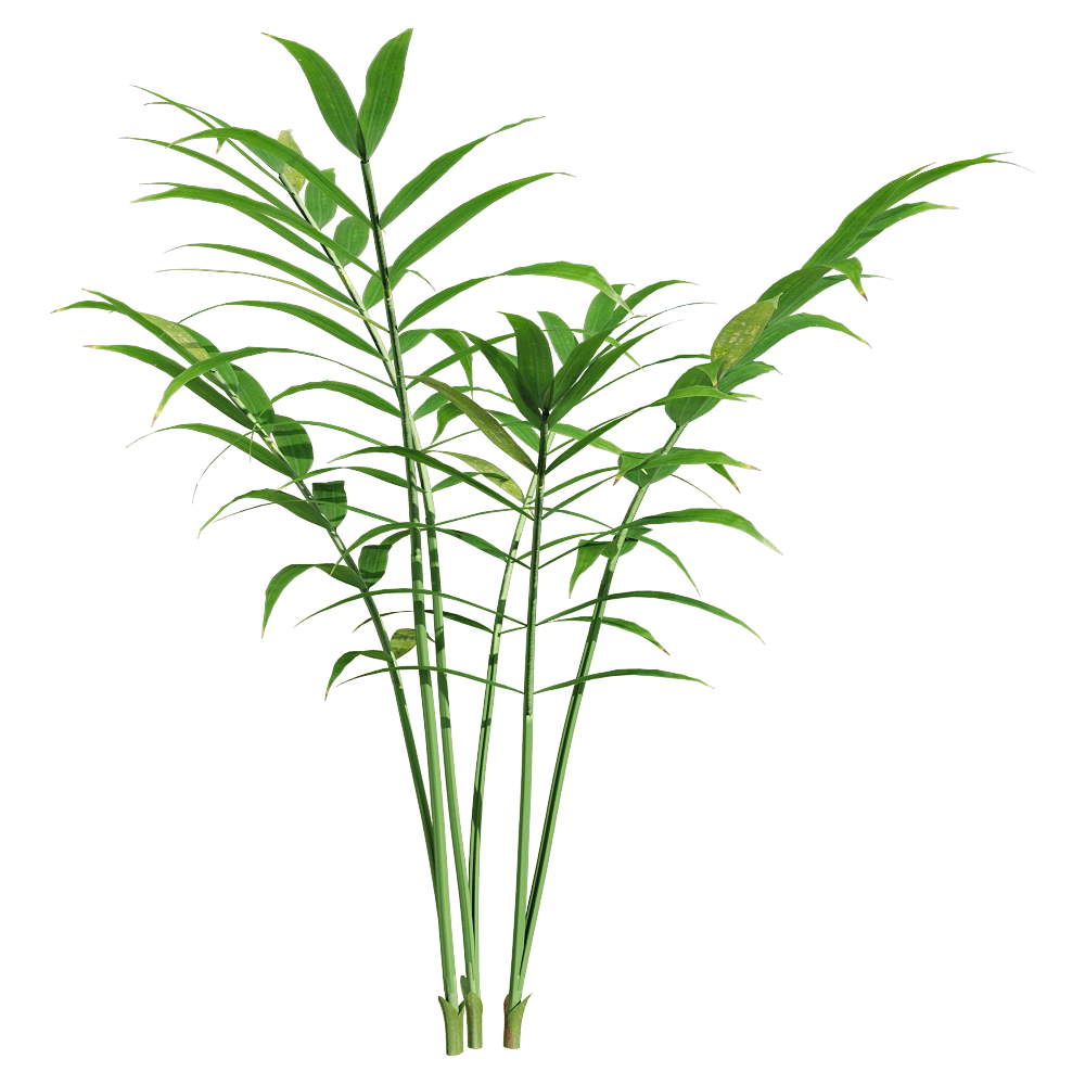decoration - Chamaedorea elegans 5 3D Model