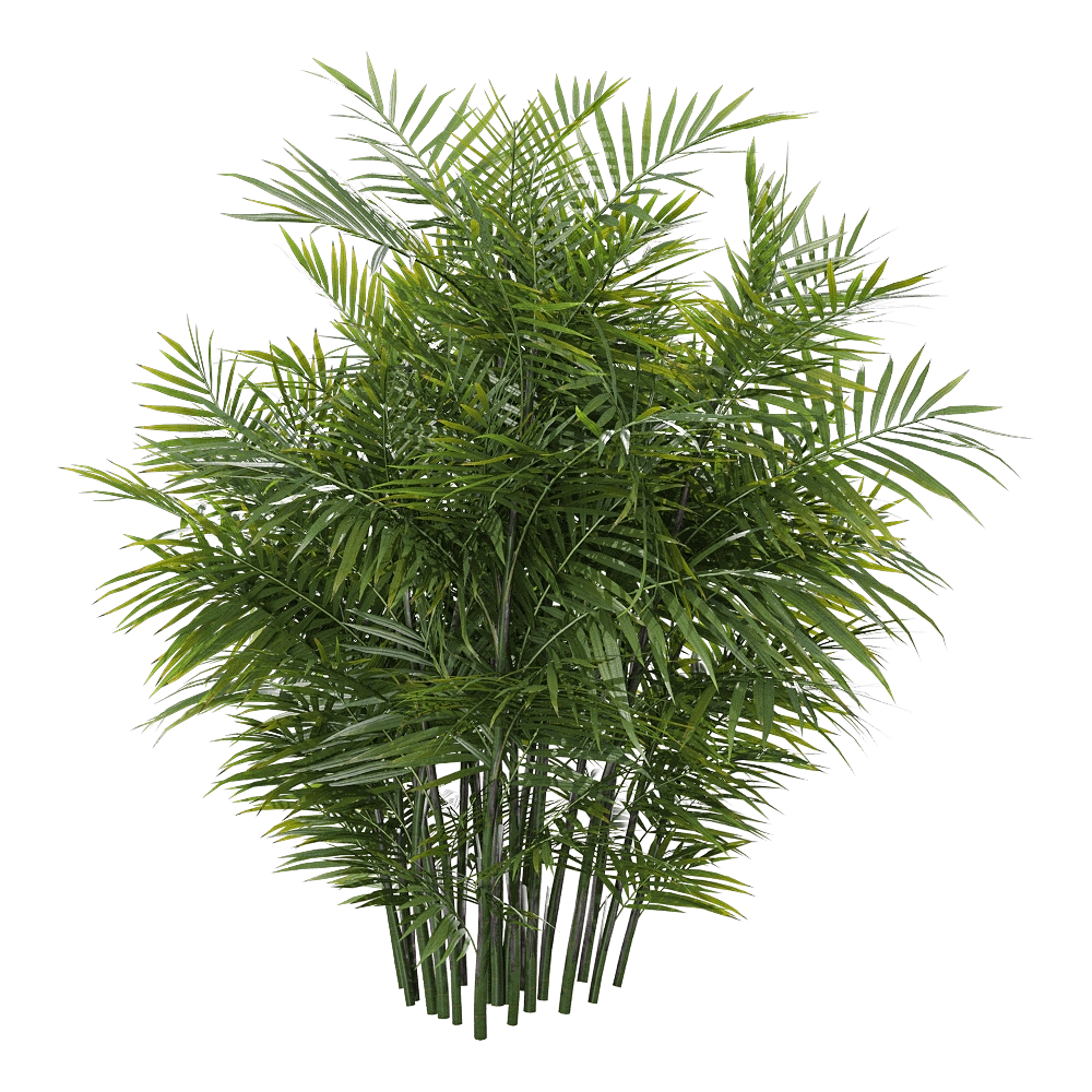 decoration - Chamaedorea seifrizii 1 H 3D Model