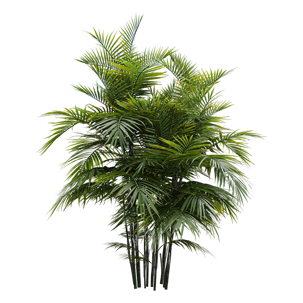 decoration - Chamaedorea seifrizii 2 3D Model