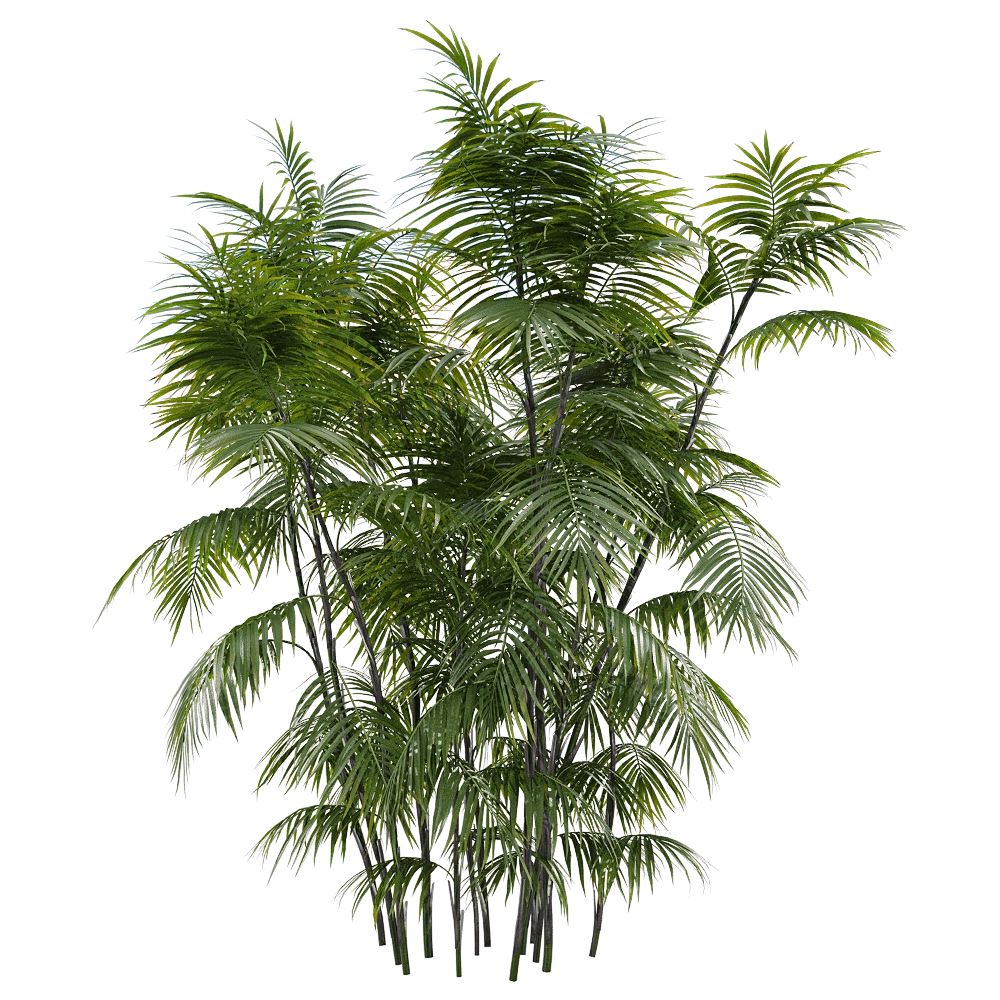 decoration - Chamaedorea seifrizii 3 3D Model