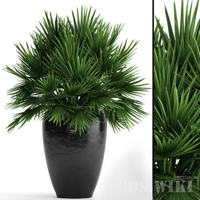 decoration - Chamaerops 3D Model