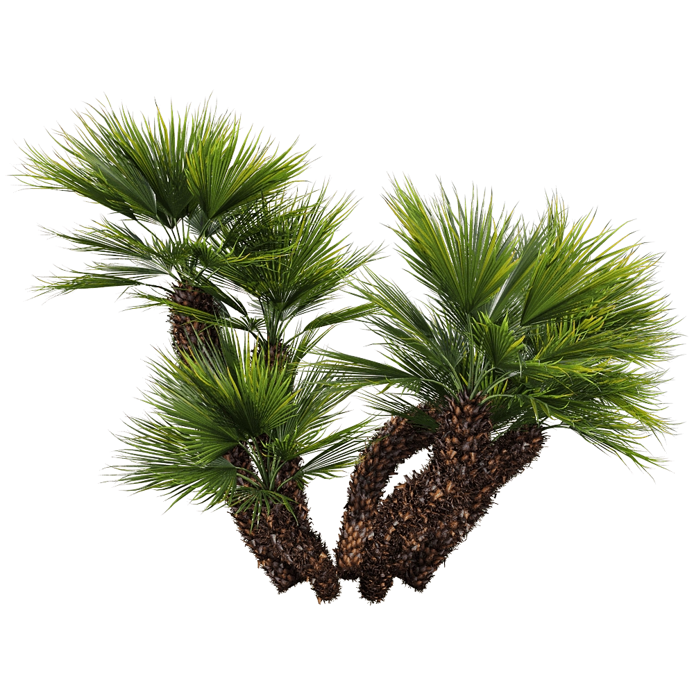 decoration - Chamaerops humilis 1 H 3D Model
