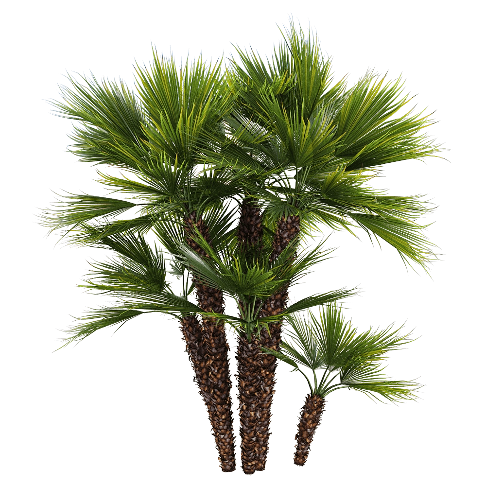 decoration - Chamaerops humilis 2 3D Model