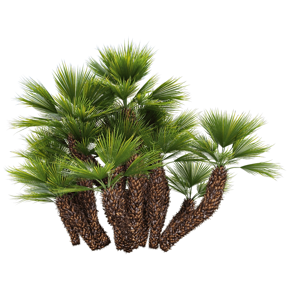 decoration - Chamaerops humilis 3 3D Model
