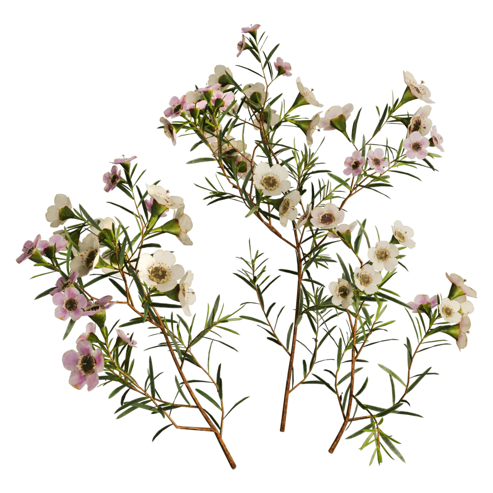 decoration - Chamelaucium Uncinatum 01 01 3D Model