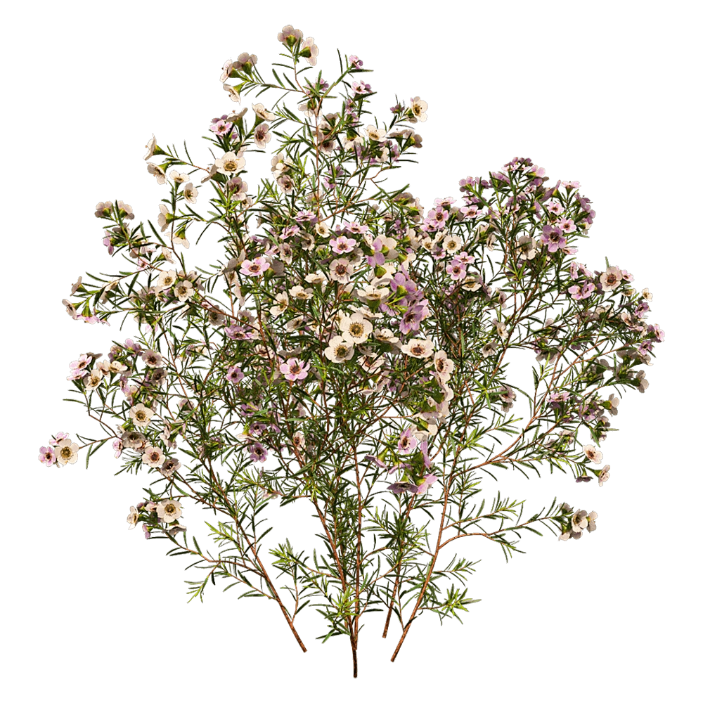decoration - Chamelaucium Uncinatum 01 02 3D Model