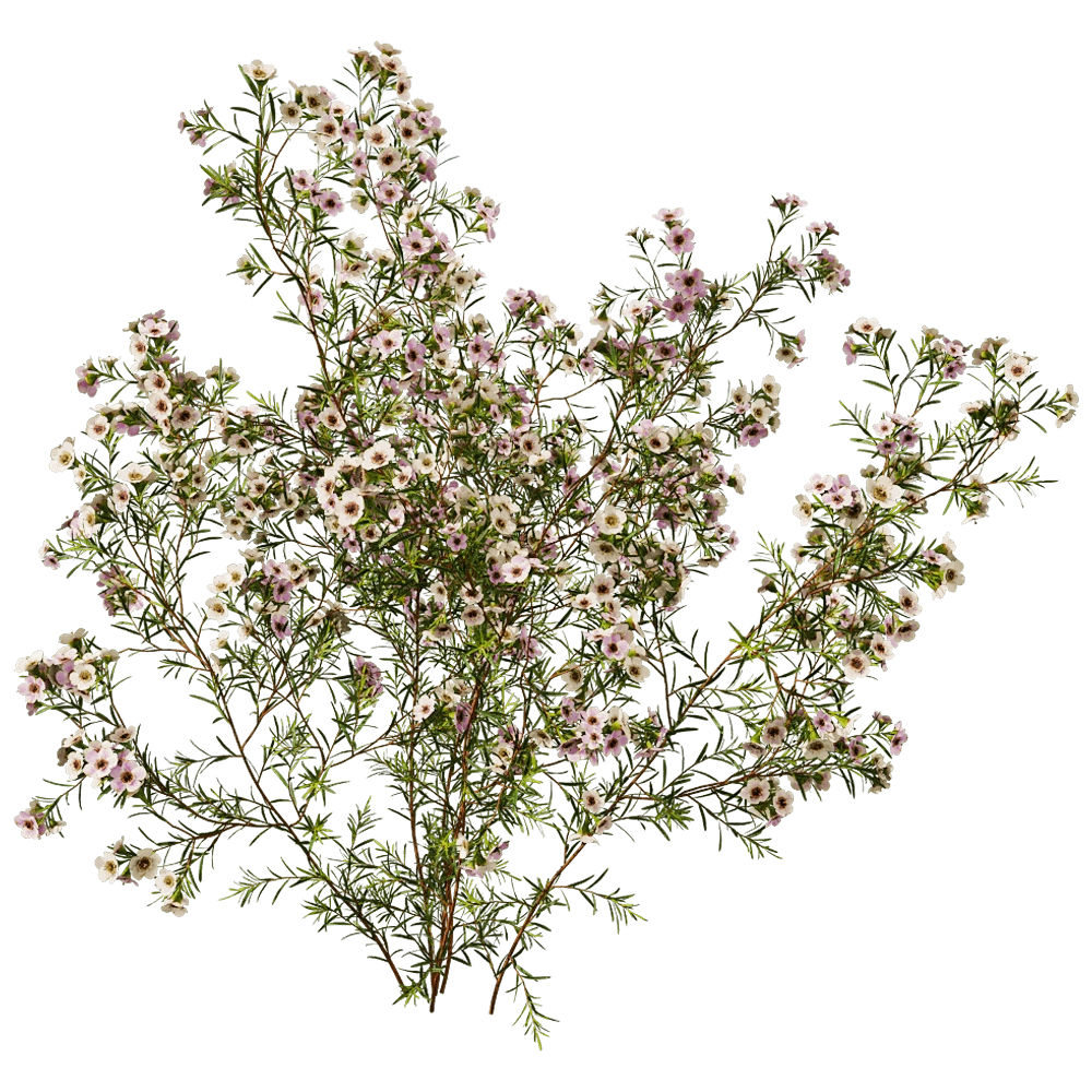 decoration - Chamelaucium Uncinatum 01 03 3D Model