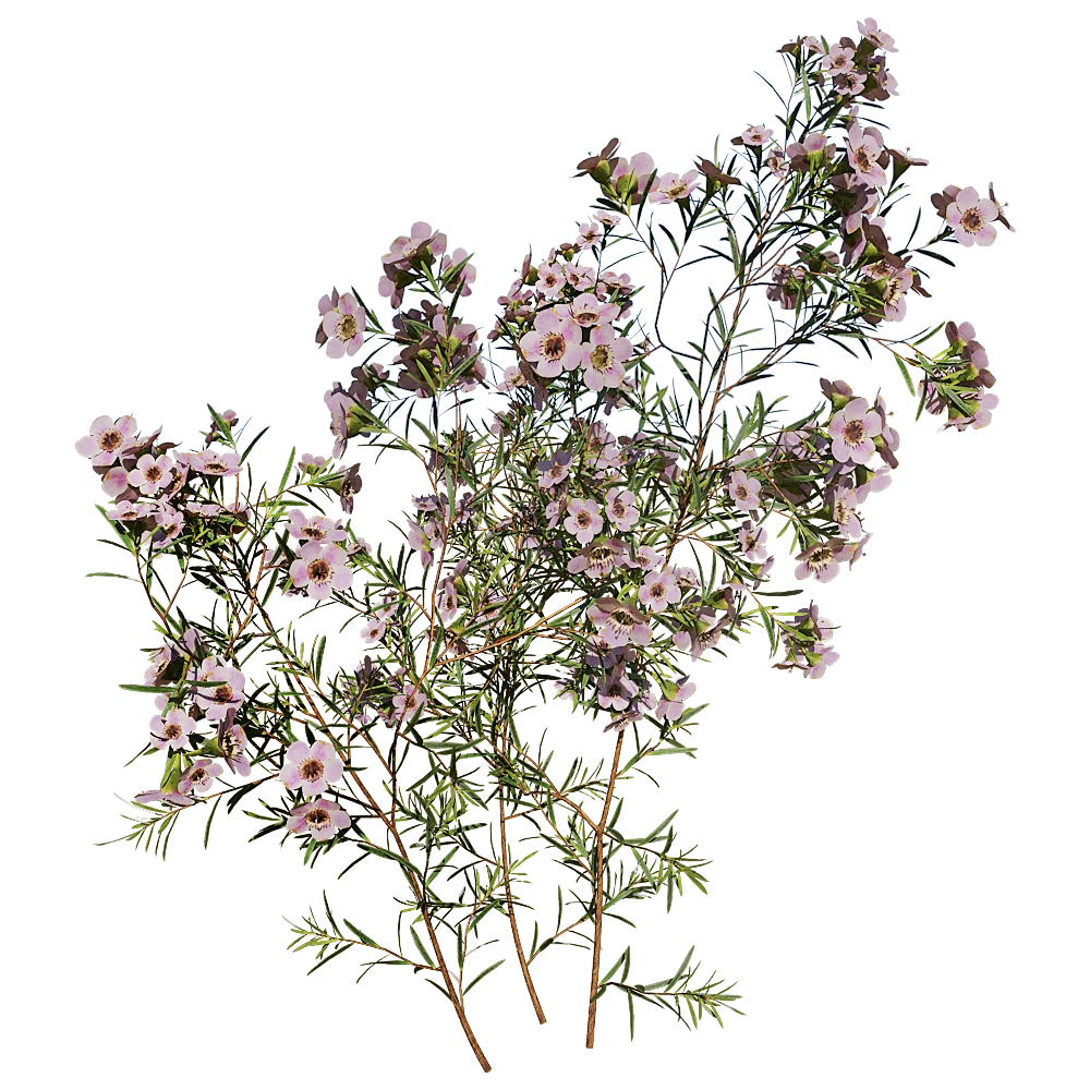 decoration - Chamelaucium Uncinatum 01 04 3D Model