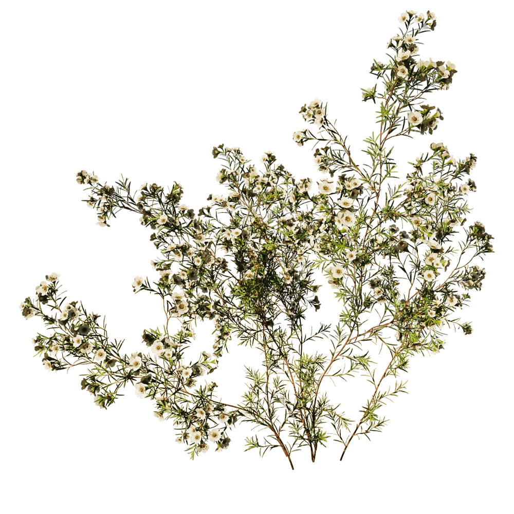 decoration - Chamelaucium Uncinatum 01 05 3D Model