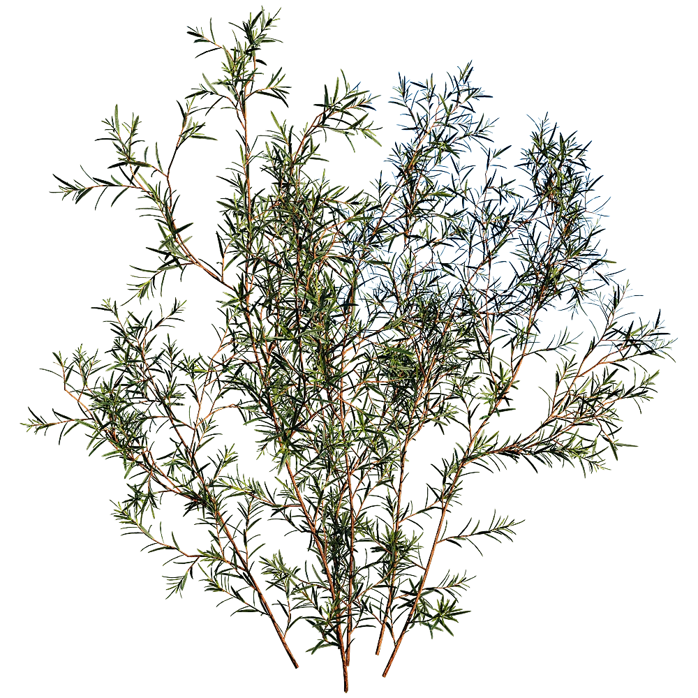 decoration - Chamelaucium Uncinatum 01 06 3D Model