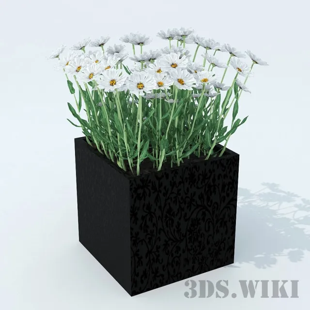 decoration - Chamomile 3D Model