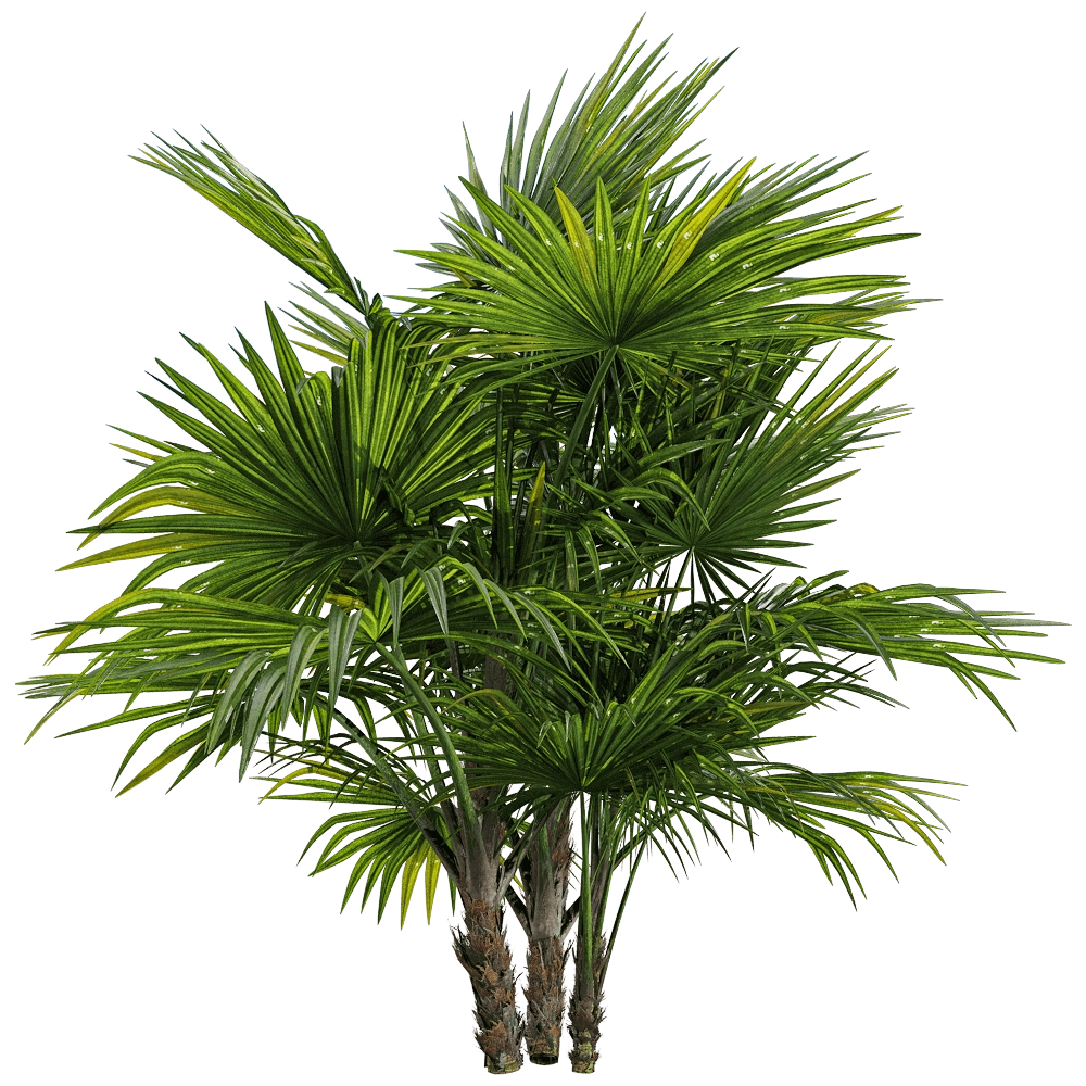 decoration - Chuniophoenix hainanensis 1 3D Model