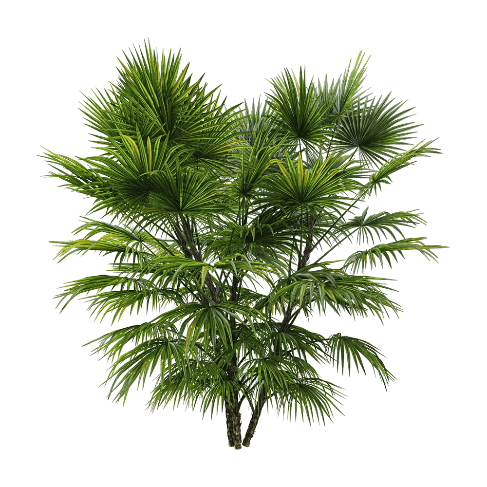 decoration - Chuniophoenix hainanensis 3 3D Model