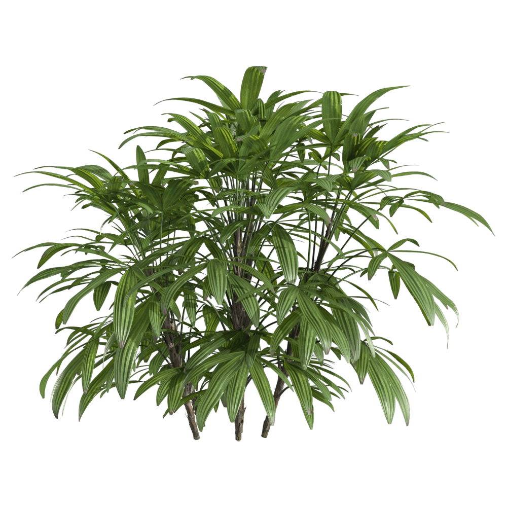 decoration - Chuniophoenix humilis 1 3D Model